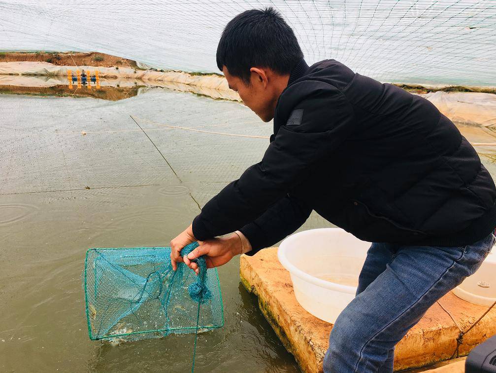 稀奇！淡水養海鮮！攀枝花本土養殖“南美白對蝦”即將上市