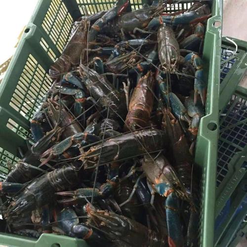 淡水澳洲龍蝦養殖技術全解析