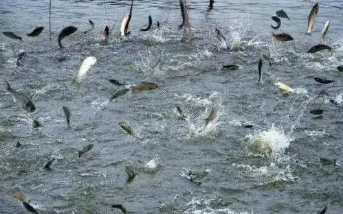 浙江省淡水水產(chǎn)研究所疫情防控期間技術指導手冊（六） 大宗淡水魚類養(yǎng)殖技術