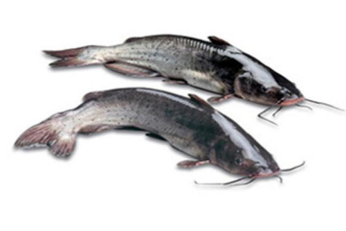 特產早知道 清江魚——淡水養殖中的珍品