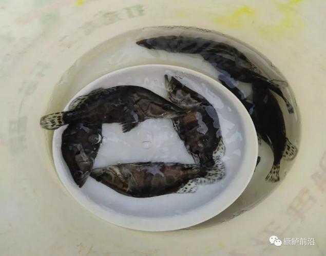 鱖魚工廠化飼料養(yǎng)殖要點(diǎn),案例及效益分析,值得借鑒!