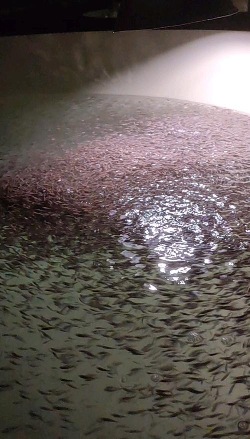 馴化加州鱸魚苗工廠化優(yōu)質(zhì)淡水鱸魚苗批發(fā)已訓(xùn)料優(yōu)鱸3號(hào)
