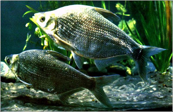 京蒲水產(chǎn) 京津冀餐桌上的鮮活水庫(kù)魚，一站式供應(yīng)鳊魚羅非魚丁桂魚
