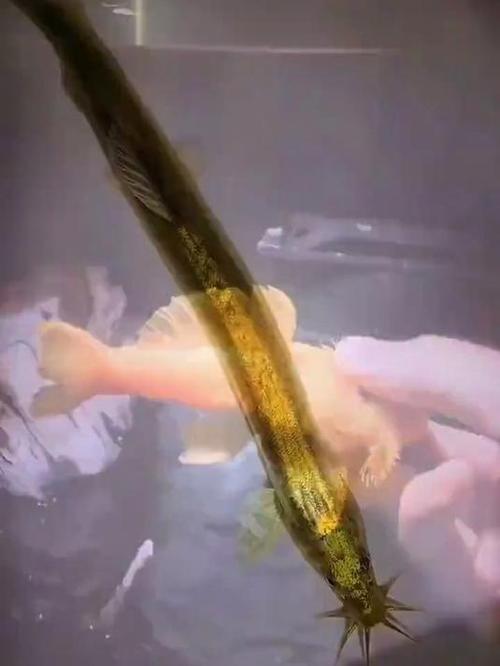 黃金泥鰍 淡水養(yǎng)殖中的璀璨新星