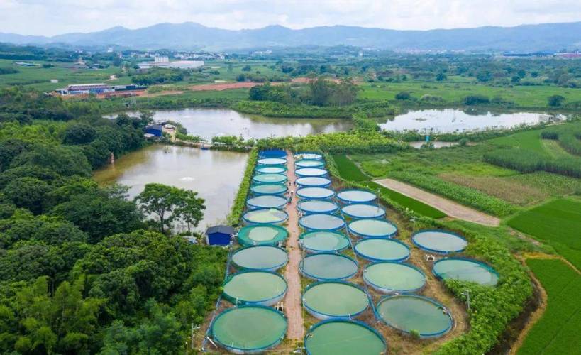 航拍視角 伶俐鎮(zhèn)安勝淡水魚養(yǎng)殖基地的綠色生機(jī)