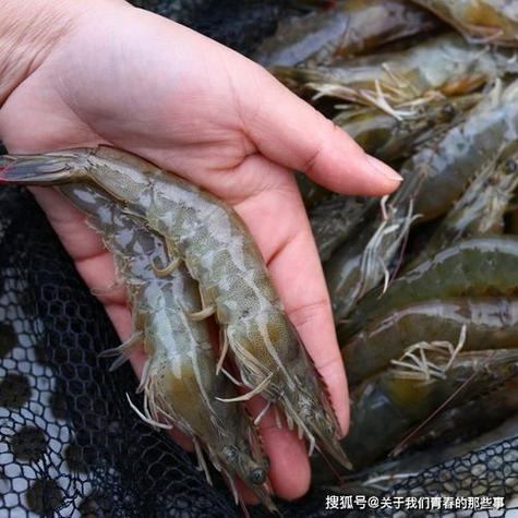 探秘東北淡水小糠蝦養(yǎng)殖技巧 從零開始養(yǎng)出一池好蝦
