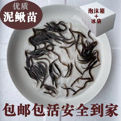 淡水養(yǎng)殖全攻略 從臺(tái)灣泥鰍到龍魚飼料，一篇文章搞定