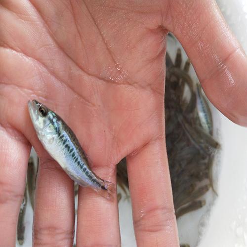 淡水加州鱸魚苗價格與廠家直銷 廣州市中漁水產(chǎn)養(yǎng)殖發(fā)展有限公司